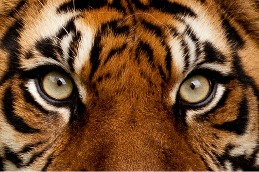 Fascinating Tiger Eye